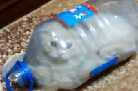 転がっている、入れそうな少し小さめな物、これは絶好の獲物です！！