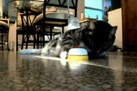 欲しい時はベルを鳴らして下僕を呼ぶニャンコ様なのでした・・・笑