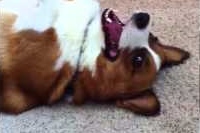 取りに行くのチョットめんどくさいな〜→可愛い顔をしてみるが・・・。