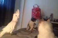 ネコのモノマネをして仲間になろうとするオウムだけど・・・。