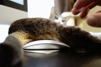 ある意味もてあそばれているともいう・・・！？