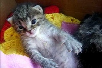 まさかのこんな感じの電池切れとは・・・さすが子猫ちゃんです！