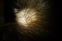 矢野経済研究所では、国内のヘアケア市場の調査を実施した。