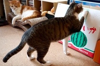 箱に入るのか、と思ったらそれがしたかったの！？笑。