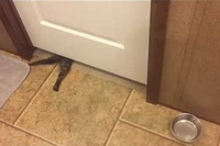 ドアをガリガリやっていると思ったらいきなりくぐり抜けるニャ！！