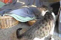 視界から子猫が見えなくなり焦る猫の気持ちが手に取るようです！！