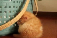 このコロンところがっちゃうところがもうキュン死です！！