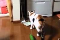 猫ときゅうりの格闘と驚きを一挙公開！！