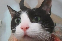 お風呂に入ろうとするとそれを察知して自ら入る猫ちゃん！！