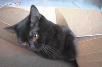 ダンボールの上にいてなでなでしてもらっていた猫ですが・・・。