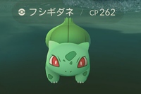 錦糸公園（東京都墨田区）はフシギダネの巣となっており、多数のフシギダネに遭遇した。