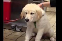 わんこが何かを吐こうとしている！→こんなものが出てきた！！