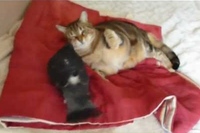 遊びとして成立しているのかはよくわかりませんが…笑！