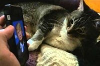 くつろぐネコの前にスマホでアメリカ大統領候補者の写真を見せたら…。