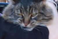 何度もトライするものの、もうネコパンチ炸裂！！