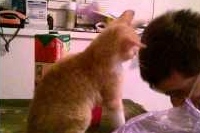 頭を差し出すとネコちゃんがなぜかお手々でポンポンしてくれます！