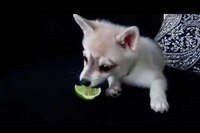 はじめてのライム♪最初は普通にトライしていたものの…。