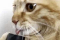 掃除機の吸引力にちょっと怒ってみたりも！？