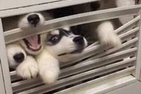 101匹わんちゃんみたい！こちらはハスキー犬がいっぱい！！