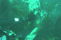 ダイバーにからんできた野生のアザラシ！まるでわんこのようです！！