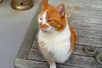 何とも可愛いお手々で手招きをするネコちゃん！可愛すぎです！！