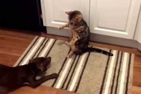 ネコパンチにワン！と一吠え→するとなぜか体が動かなくなってしまう。