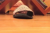 スリッパに突撃～！！と一人遊びするマンチカンの子猫！