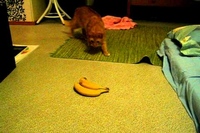 部屋に入ってきた途端バナナに気いたネコはふっとんでしまった！！