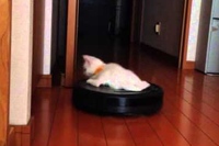 バランスよくルンバに乗ってだら～んとくつろぐ子猫って・・・笑。