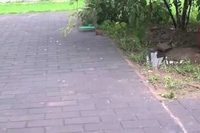 どんなスイッチがはいってしまったのか！？ネコになつきまくるイタチ。