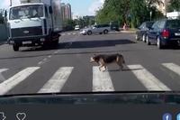 ネコに続いてわんこの交通ルールを守って横断歩道を渡る編です！！
