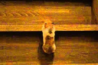 体の大きさからかなりハードな階段を最後まで上りきるすご技ハムスター。