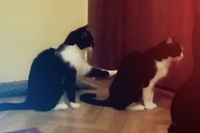 ねぇねぇと優しくタッチしていたネコですが最後はこうなった！！