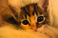 ゴールデンレトリバーのふさふさなしっぽにうっとりな子猫です。