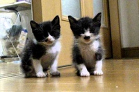 生後3週間の子猫ちゃんたちです！眠くてウトウトしています！！