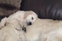とにかく子犬がかわいい！！眠る姿がとっても気持ちよさそう！！