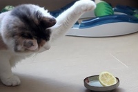 レモンの酸っぱい香りに戸惑いを隠せない気持ちがパンチに影響か！？

<iframe width=