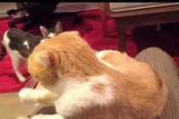 そばに来るわけではないが実はかなり気になっているネコちゃんでした。