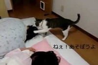 頭をポンポンとやって遊ぼう！と催促するネコ！