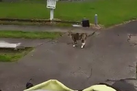 ちゃんとポストまで誘導してくれるなんてすごいネコちゃんだ！！