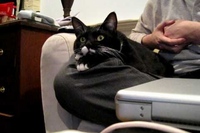 TVを真剣に見ているネコちゃん、これって完全に観てますね！