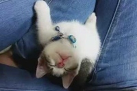 子ネコにはONとOFFのスイッチがついているのでは？！