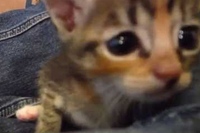 膝の間に入りた～い！と行ってみたらすでに子ネコが…。