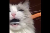 歯ブラシを見ると自分でお口に入れて歯を磨いてもらってます！！