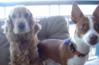 わんこに言うことを聞かせたかったらこの言葉を言ってみよう！