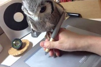 ペンタブで絵を描いていますがその手にはフクロウがとまってる！！