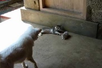 やりすぎお兄ちゃんはわんこに注意を受けますが…？！