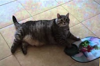 カラになったお皿を寝ながら動かして入れろアピールをするネコ！