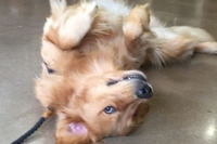 そんなに気に入ったの？ペットショップの床で寝転ぶわんこ。