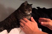 いいとこ見つけたのにおろされてたまるか～！というネコの主張！？。